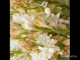 augmented_Polianthes tuberosa flower4_rotated_90.jpeg